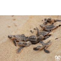 گونه لاکپشت پوزه عقابی Hawksbill Turtle